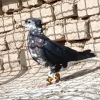 ساده سیاه کاکولی افشون ماده