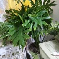 گل برگ انجیری بزرگ و سرحال