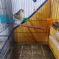 سهره قناری جوجه سهره