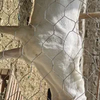 بز راجنپوری