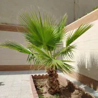 درخت واشنگتن سرسبز وتنومند