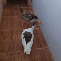 غاز