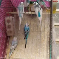 فروش مرغ عشق
