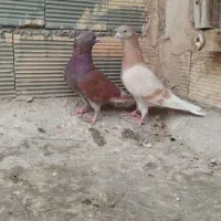 کبوتر پرشی