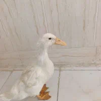 اردک