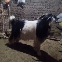 بعده کمری روزگاری
