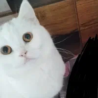 گربه|گربه|رحیم‌آباد, |دیوار