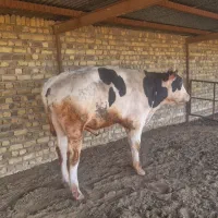 گاو نر