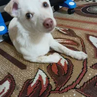 سگ شیواوای اصل ۹ ماهه