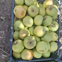 سیب ترش و ملس