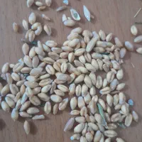 گندم پیشگام