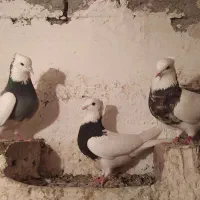 کبوتر طوقی و ابلغ