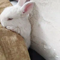 بچه خرگوش نیمه لوپ