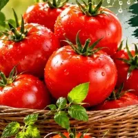 گوجه گیلاسی
