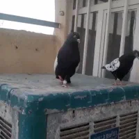 مشهد
