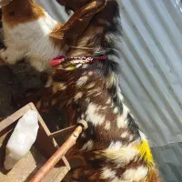 نر بز پاکستانی