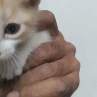 پت خانگی