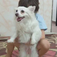سگ پامر