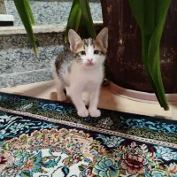 بچه گربه