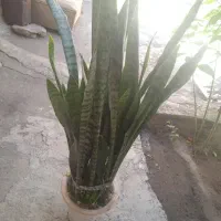 گل شمشیری زیبا