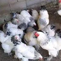 تخم نطفه دار برهما لایت