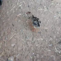 جوجه بوقلمون یک روزه و ده روزه