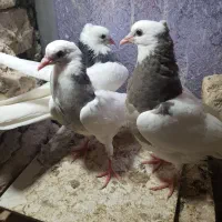 جوجه طوقی الماسی و نروماده بالغ الماسی و طوق زرد