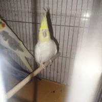 دو عدد عروس هلندی ماده معاوضه با ماده لوتینو
