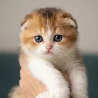 اسکاتیش بایکالر پسر