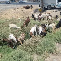 ۵۰راس بره و بزغاله پاکستانی