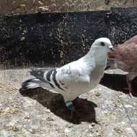 کبوتر شامی اوقون و ابلغ کاکلی