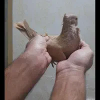 کفتر ساتن زرد فری چینگ فر کم یاب ماده