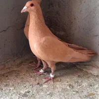 کفتر
