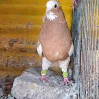 کبوتر