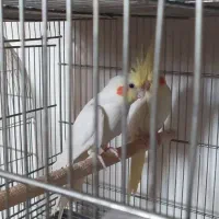 عروس هلندی