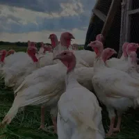 جوجه بوقلمون گوشتی بیوتی فوق سنگین تک تعداد یکروزه