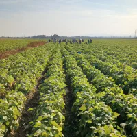 زمین-کشاورزی-تحت-فشار-قطره-ای-مکانیزه