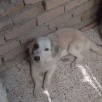 سگ بازیگوش پاکوتاه