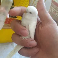 مرغ عشق چشم شرابی