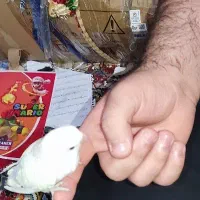 پرنده دستی