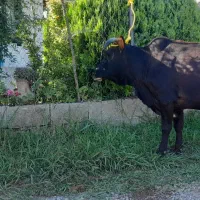 گاو باگوساله