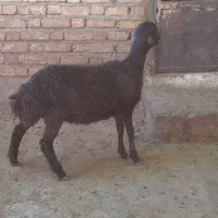 کور قره غزل