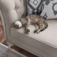 گربه