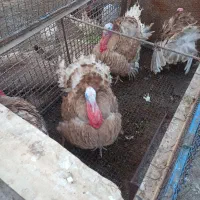 بوقلمون نر بوربون مولد