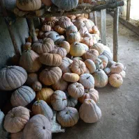 فروش کدو بهاره چین اول