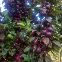 آلوچه قرمز مخصوص شربت