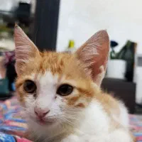بچه گربه ۴ ماهه