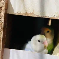یک جفت برزیلی نژاد اوپال با سه تا جوجه لونه و قفس