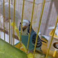 جوجه مرغ عشق اماده دستی کردن