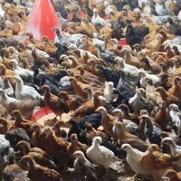جوجه مرغ و خروس|حیوانات مزرعه|رشت, فلسطین|دیوار